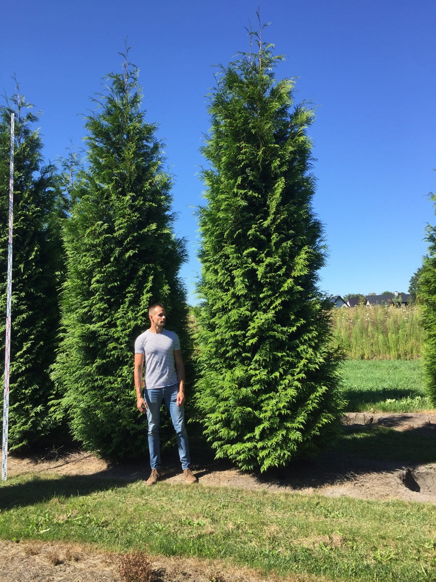  Grote Haagconifeer (Thuja Plicata 'Excelsa')