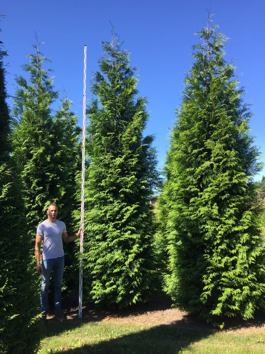  Grote Haagconifeer (Thuja Plicata 'Excelsa')