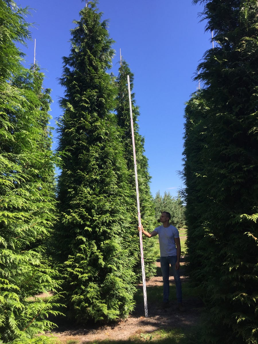  Grote Haagconifeer (Thuja Plicata 'Excelsa')