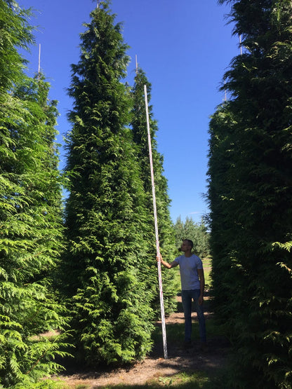  Grote Haagconifeer (Thuja Plicata 'Excelsa')