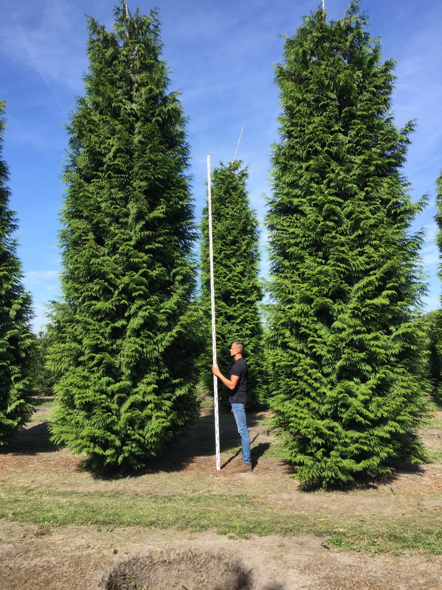  Grote Haagconifeer (Thuja Plicata 'Excelsa')