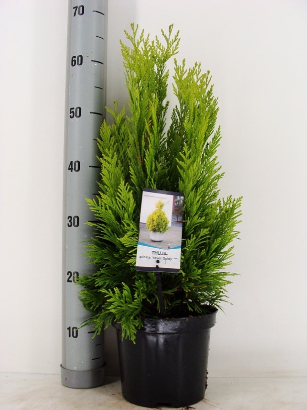  Levensboom (Thuja Plicata '4ever Goldy') 