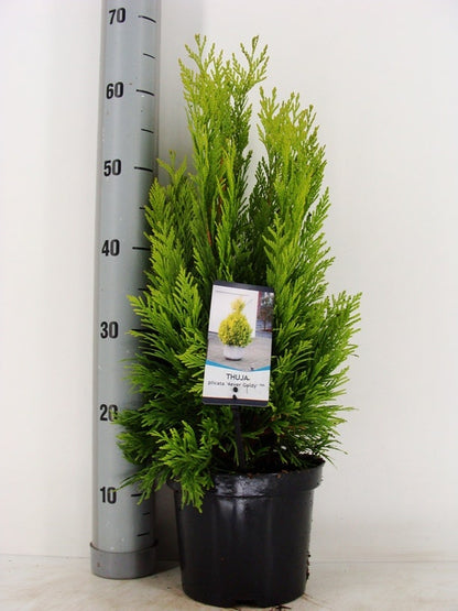  Levensboom (Thuja Plicata '4ever Goldy') 