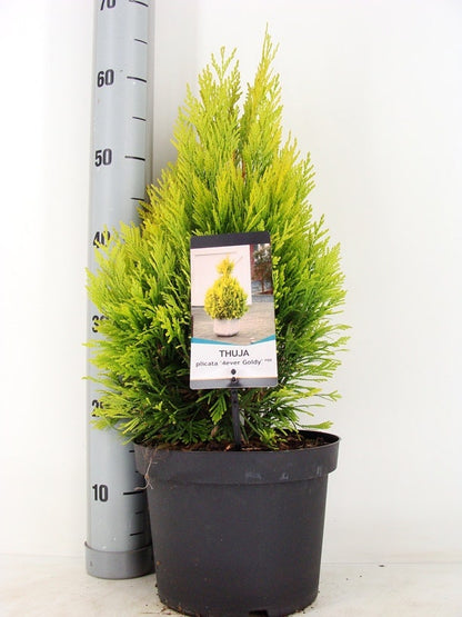  Levensboom (Thuja Plicata '4ever Goldy') 