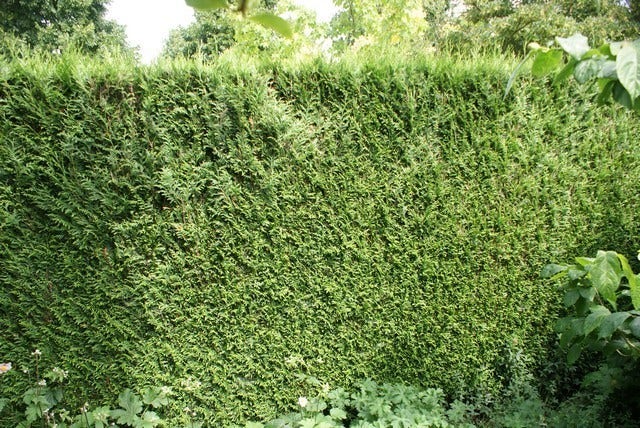  Levensboom (Thuja Plicata 'Atrovirens')