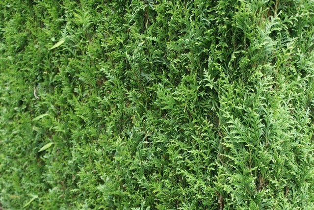  Levensboom (Thuja Plicata 'Atrovirens')