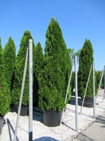  Westerse Levensboom (Thuja Occidentalis 'Smaragd')