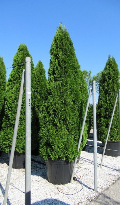  Westerse Levensboom (Thuja Occidentalis 'Smaragd')