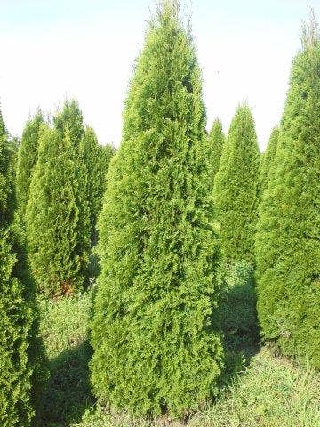  Westerse Levensboom (Thuja Occidentalis 'Smaragd')