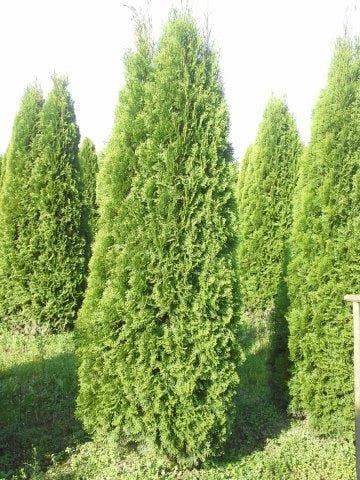  Westerse Levensboom (Thuja Occidentalis 'Smaragd')