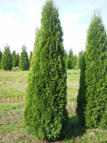  Westerse Levensboom (Thuja Occidentalis 'Smaragd')
