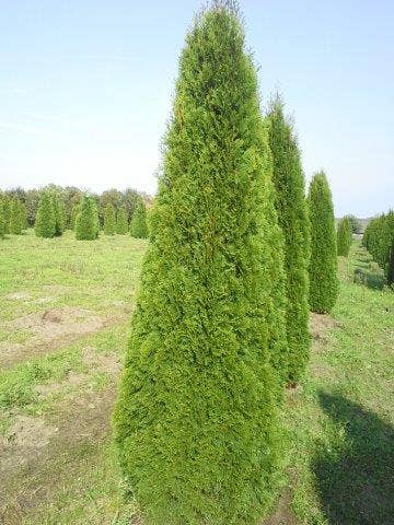  Westerse Levensboom (Thuja Occidentalis 'Smaragd')
