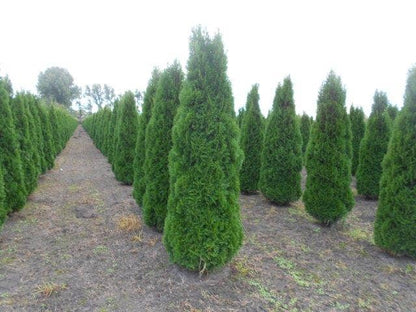  Westerse Levensboom (Thuja Occidentalis 'Smaragd')