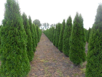  Westerse Levensboom (Thuja Occidentalis 'Smaragd')