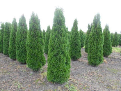  Westerse Levensboom (Thuja Occidentalis 'Smaragd')