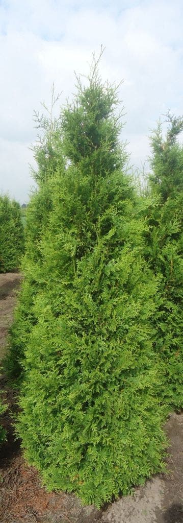  Groene Haagconifeer (Thuja Occidentalis 'Brabant')