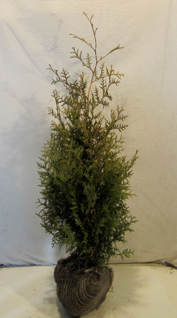  Groene Haagconifeer (Thuja Occidentalis 'Brabant')