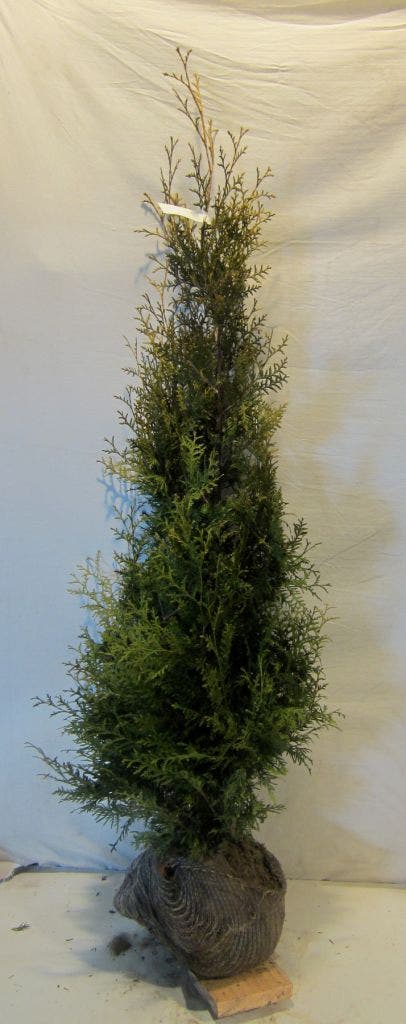  Groene Haagconifeer (Thuja Occidentalis 'Brabant')