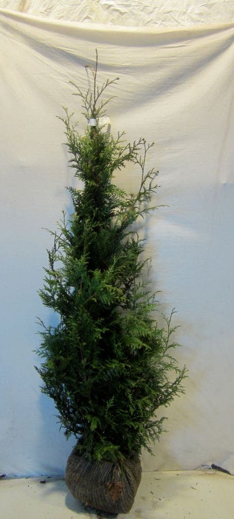  Reuzenlevensboom (Thuja Plicata 'Excelsa')