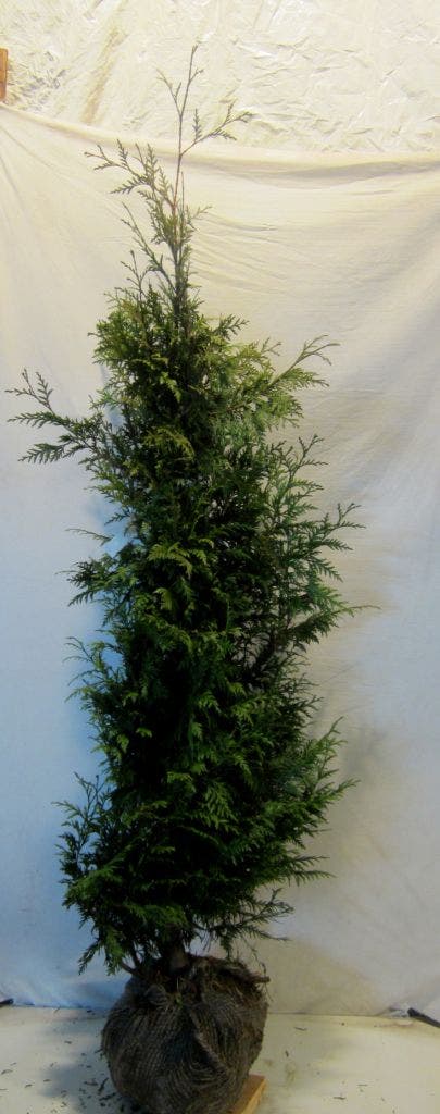  Reuzenlevensboom (Thuja Plicata 'Excelsa')