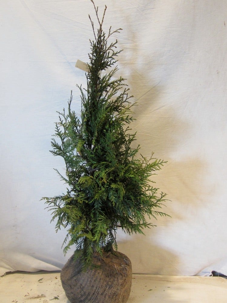  Levensboom (Thuja Plicata 'Martin')