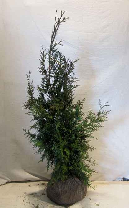  Levensboom (Thuja Plicata 'Martin')