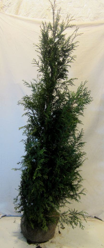  Levensboom (Thuja Plicata 'Martin')