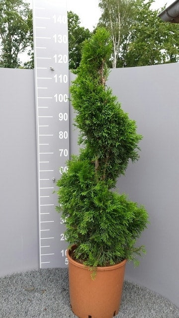  Conifeer Als Spiraal (Thuja Occidentalis 'Smaragd')