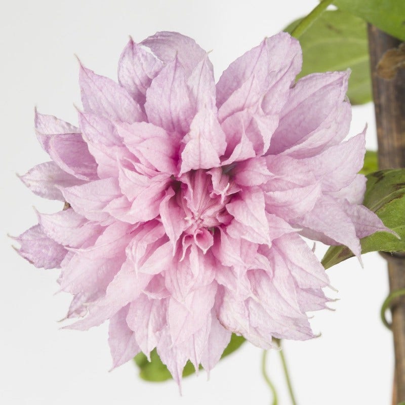  Bosrank (Clematis 'Multi Pink')