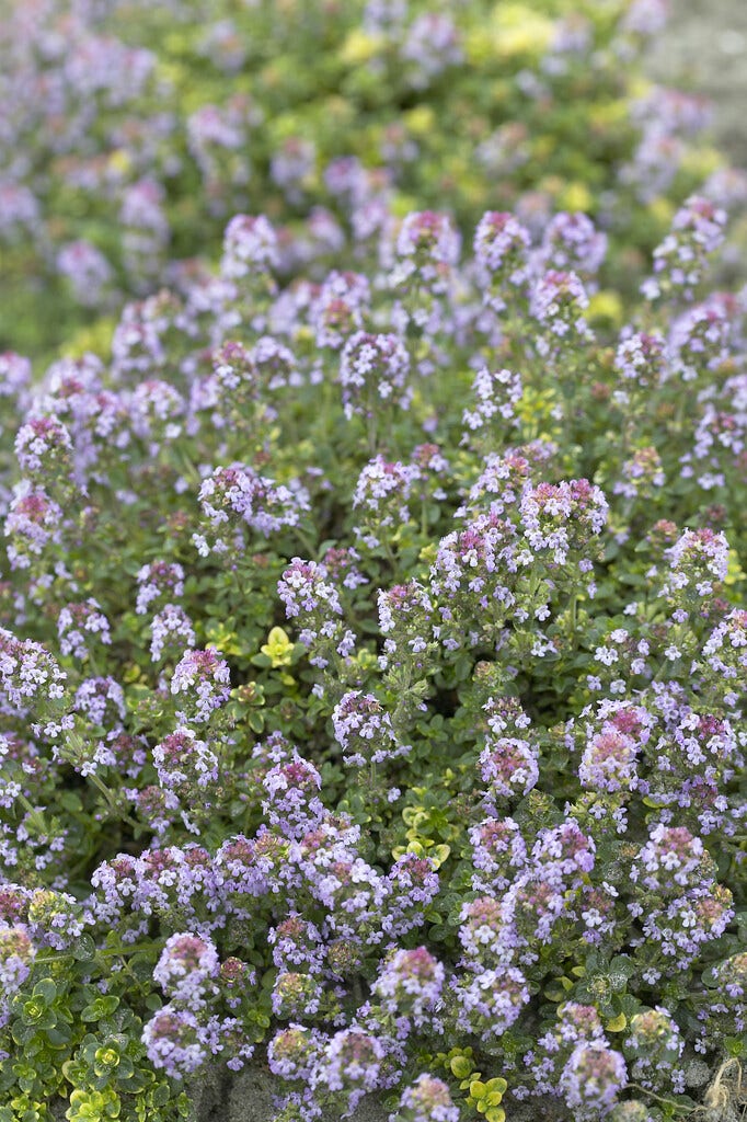  Tijm (Thymus 'Doone Valley')