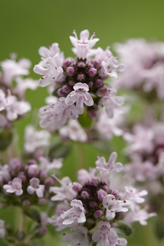  Tijm (Thymus Praecox 'Pink Chintz')