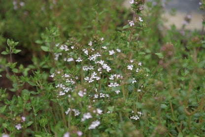  Echte Tijm (Thymus Vulgaris)