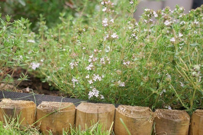  Echte Tijm (Thymus Vulgaris)