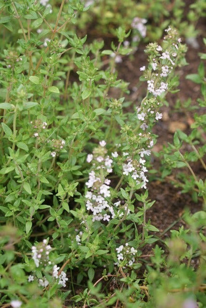  Echte Tijm (Thymus Vulgaris)
