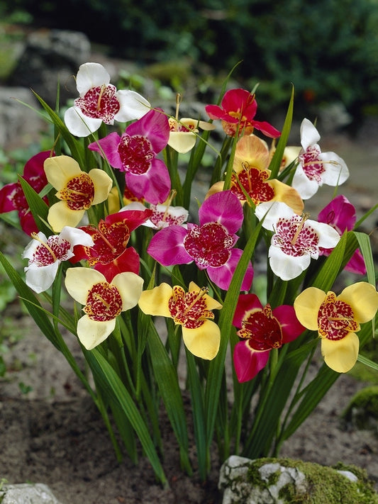  Tijgerbloem (Tigridia Pavonia Mix)