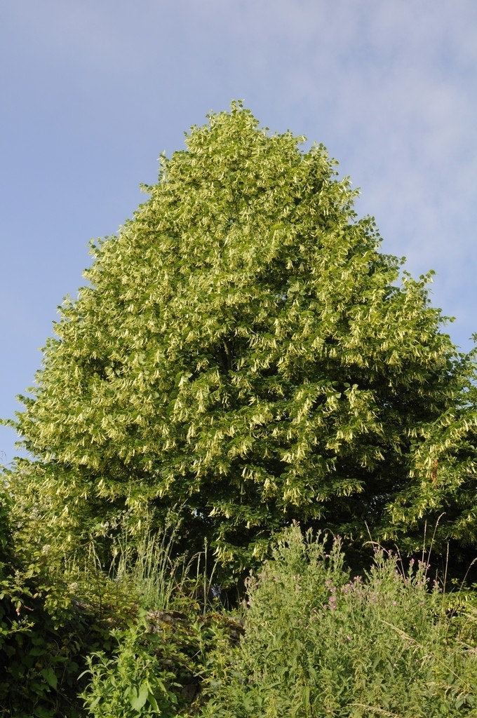  Lindeboom (Tilia Platyphyllos)