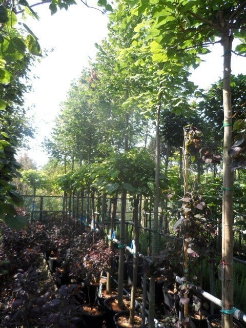  Lindeboom (Tilia Platyphyllos)