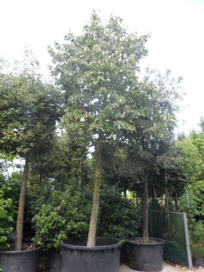 Lindeboom (Tilia Platyphyllos)