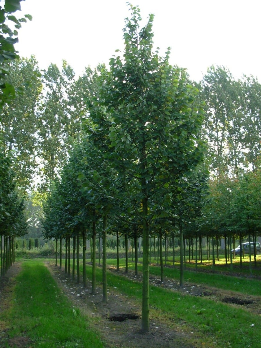 Grote Zilverlinde (Tilia Tomentosa)