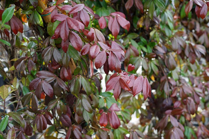  Toscaanse Jasmijn (Trachelospermum Jasminoides)