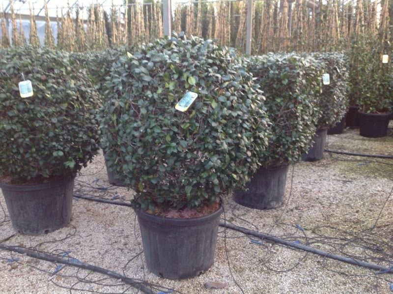  Toscaanse Jasmijn, Bolvorm (Trachelospermum Jasminoides )