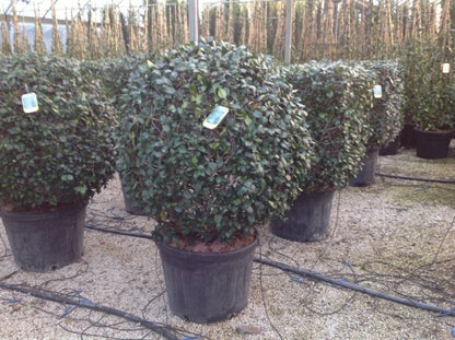  Toscaanse Jasmijn, Bolvorm (Trachelospermum Jasminoides )