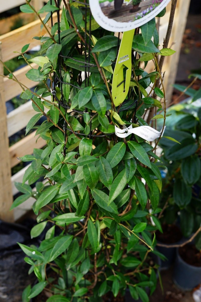  Toscaanse Jasmijn, Cilinder (Trachelospermum Jasminoides )