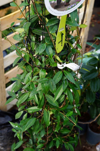  Toscaanse Jasmijn, Cilinder (Trachelospermum Jasminoides )