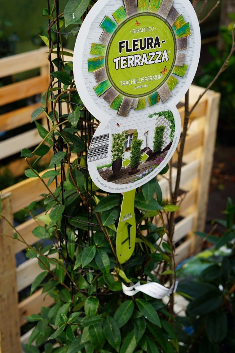  Toscaanse Jasmijn, Cilinder (Trachelospermum Jasminoides )
