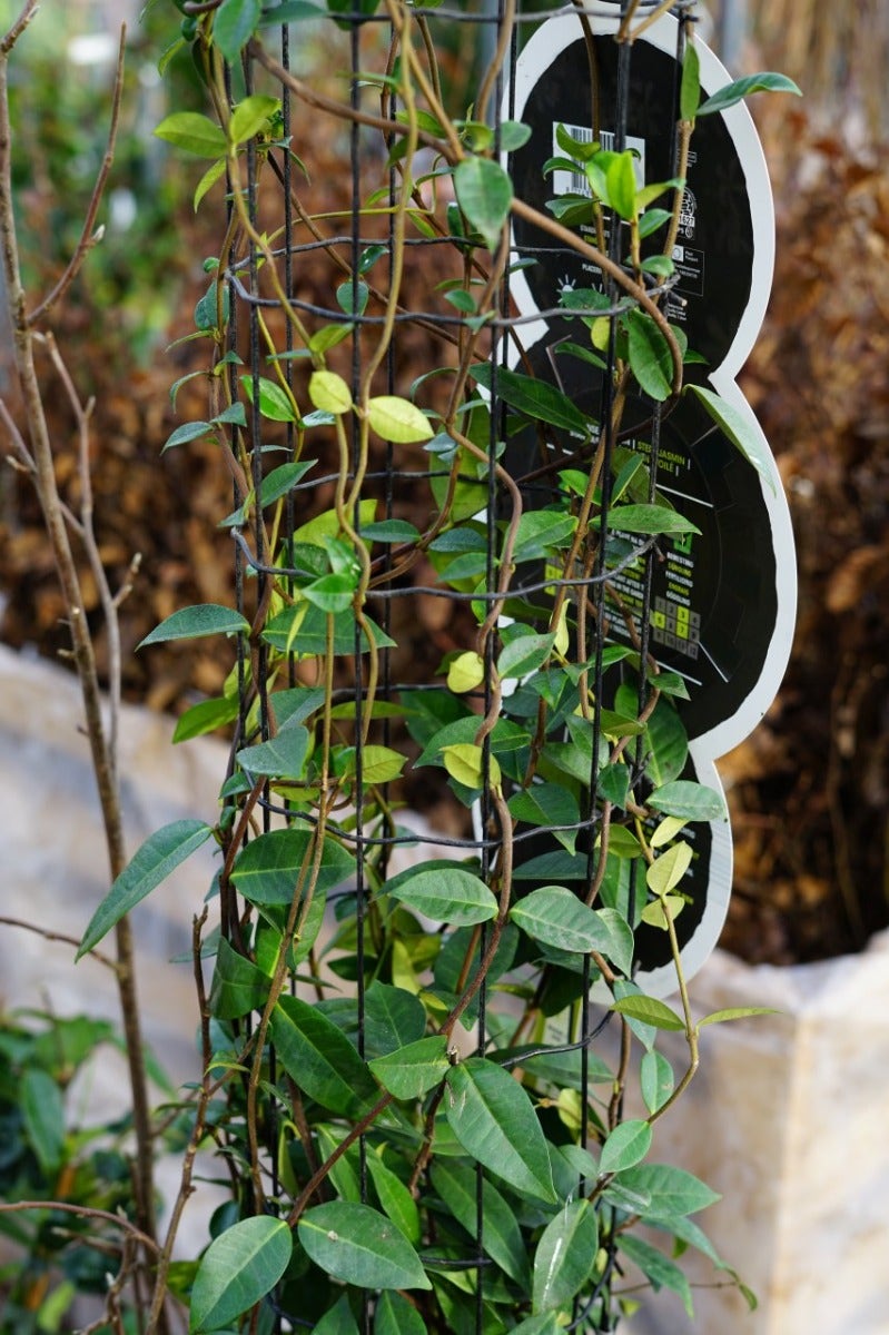  Toscaanse Jasmijn, Cilinder (Trachelospermum Jasminoides )