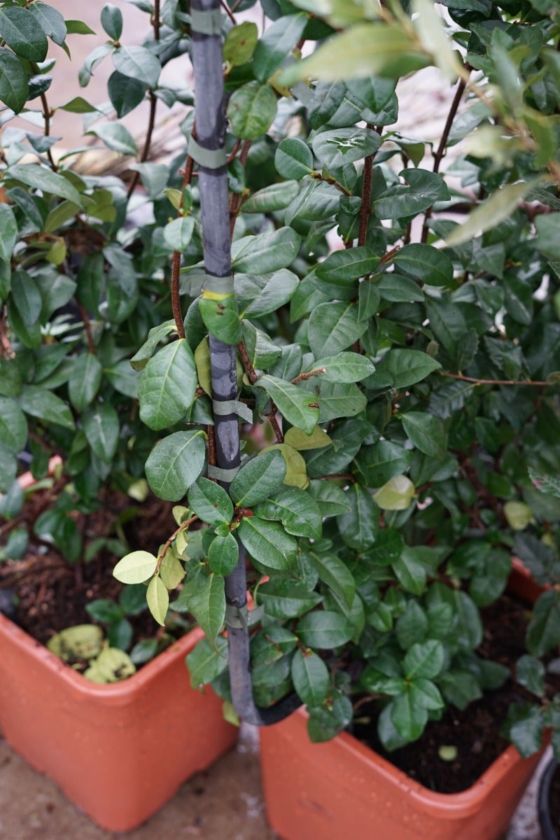 Toscaanse Jasmijn Als Leivorm(Trachelospernum Jasminoides)