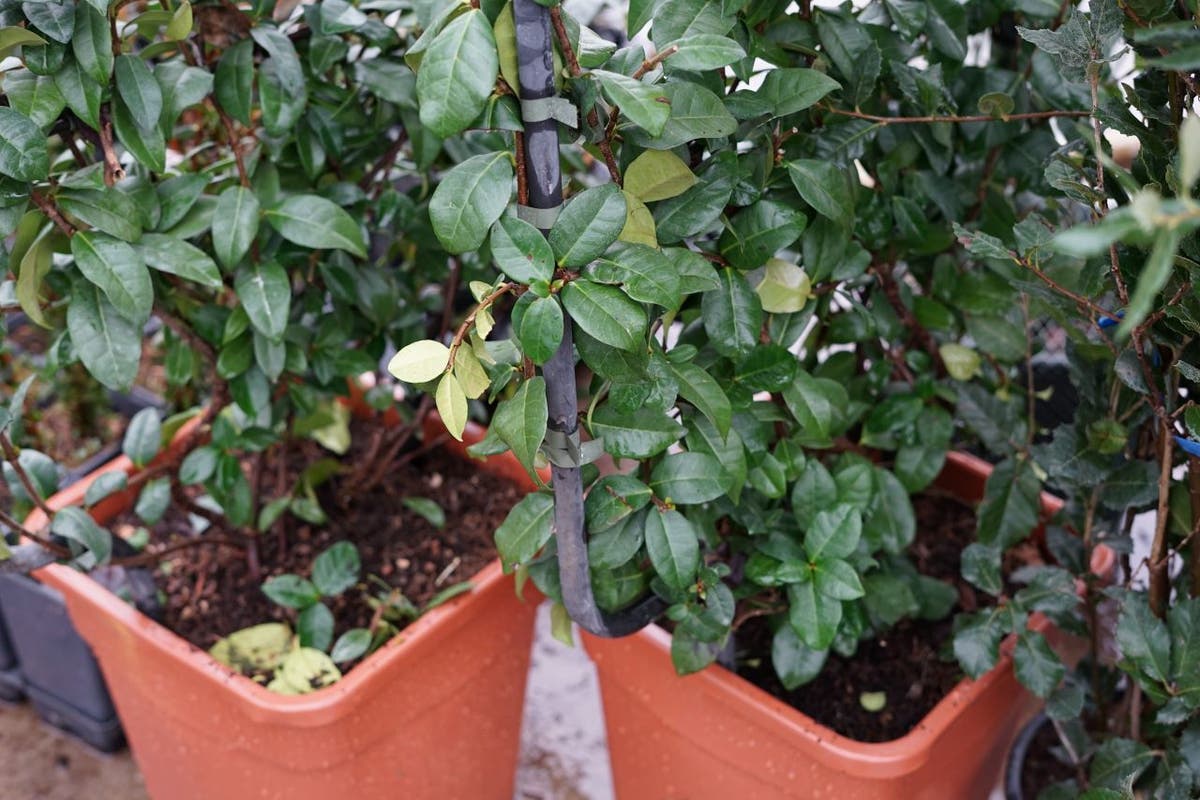  Toscaanse Jasmijn Als Leivorm(Trachelospernum Jasminoides)