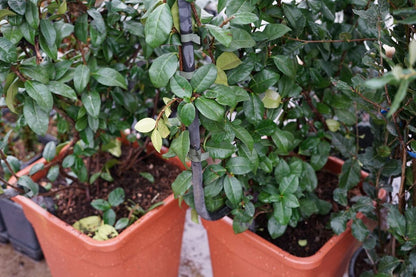  Toscaanse Jasmijn Als Leivorm(Trachelospernum Jasminoides)