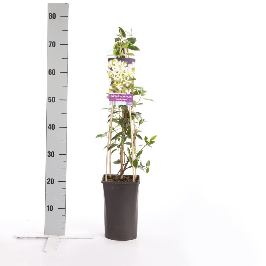  Toscaanse Jasmijn (Trachelospermum Jasminoides)